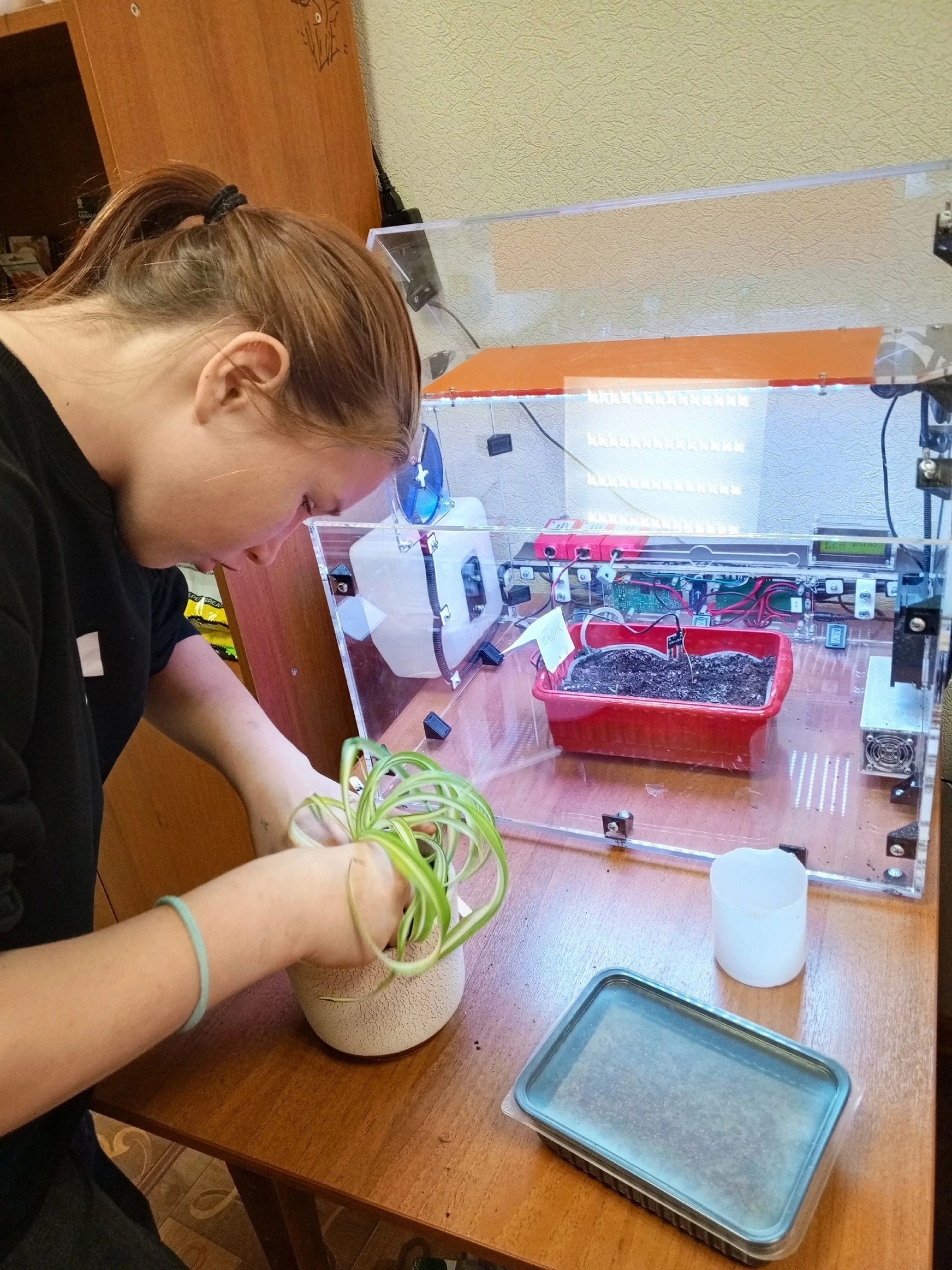 Альбина и Владислав посадили микрозелень.